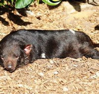 Symbio Wildlife Park - Whitsundays Accommodation