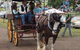 The Australiana Pioneer Village Ltd - thumb 2