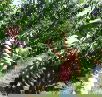 Forest Range Cherries - Whitsundays Accommodation