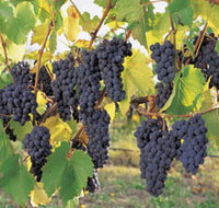 Hills Short Wine and Food Trail - Whitsundays Accommodation