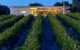 Mitolo Wines - thumb 3