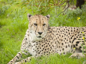 Monarto Open Range Zoo - Whitsundays Accommodation 3