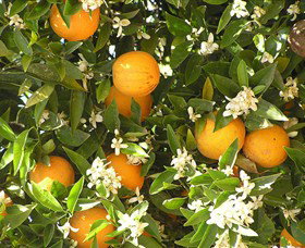 Orange World - Whitsundays Accommodation 2
