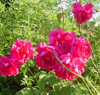 Bishop's Lodge Historic House and Heritage Rose Garden - Whitsundays Accommodation