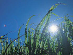 Australian Sugar Industry Museum - Whitsundays Accommodation 0