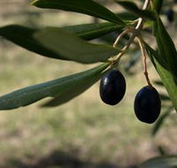 Red Rock Olives - Whitsundays Accommodation