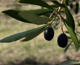 Red Rock Olives - Whitsundays Accommodation 0