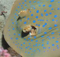 Jorgey's Patch Dive Site - Whitsundays Accommodation