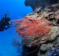 Three Sisters Dive Site - Whitsundays Accommodation