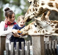 Taronga Western Plains Zoo Dubbo - Whitsundays Accommodation