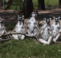 Savannah Visitor Plaza Taronga Western Plains Zoo Dubbo - Whitsundays Accommodation