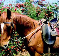 Western Plains Riding Centre - Whitsundays Accommodation