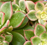 Billabong Garden Complex  Cafe - Whitsundays Accommodation