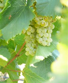 Baptista - David Traeger - Whitsundays Accommodation 2