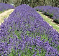 Yuulong Lavender Estate - Whitsundays Accommodation