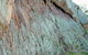 The Rock Nature Reserve - Kengal Aboriginal Place - thumb 0