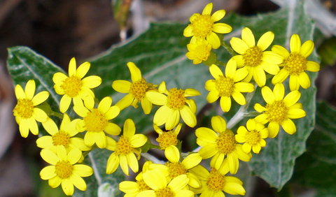 The Rock Nature Reserve - Kengal Aboriginal Place - Whitsundays Accommodation 1