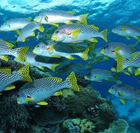 Challenger Bay Dive Site - Whitsundays Accommodation