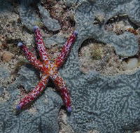Clam Gardens Dive Site - Whitsundays Accommodation