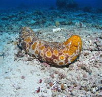 Two Towers Dive Site - Whitsundays Accommodation