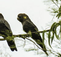 Conimbla National Park - Whitsundays Accommodation