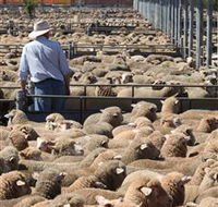 Livestock Marketing Centre - Whitsundays Accommodation