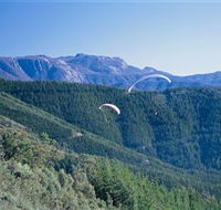 Buffalo Brewery - Whitsundays Accommodation