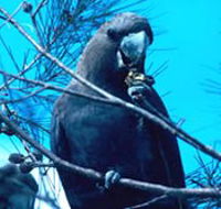 Mount Archer National Park - Whitsundays Accommodation