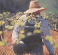 Canobolas Smith Winery - Whitsundays Accommodation