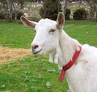 Dunkell Goats - Whitsundays Accommodation