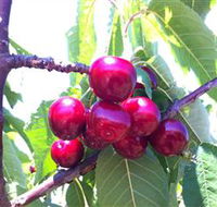Ballinaclash Orchard and Cellar Door - Whitsundays Accommodation