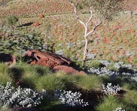 Camel Trail, Millstream-Chichester National Park - Whitsundays Accommodation 2