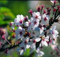 Sakura Avenue - Whitsundays Accommodation