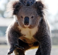 Koalas in Gunnedah - Whitsundays Accommodation