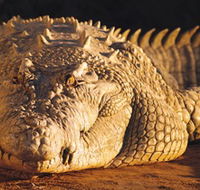 Koorana Crocodile Farm - Whitsundays Accommodation