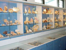 Shell World Yeppoon - Whitsundays Accommodation 1