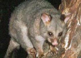 Moondarra State Park - Whitsundays Accommodation 0