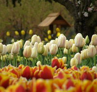 Tulip Top Gardens - Whitsundays Accommodation