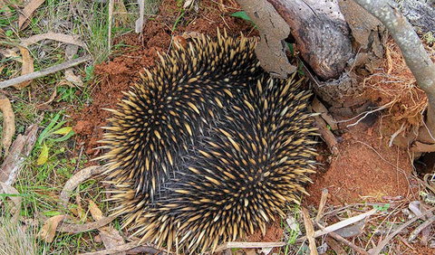 Wombeyan Waterfall Walking Track - Whitsundays Accommodation 2