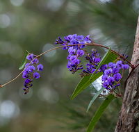 Mann River Nature Reserve - Whitsundays Accommodation