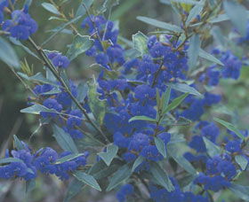 Kalamunda National Park - Whitsundays Accommodation 2