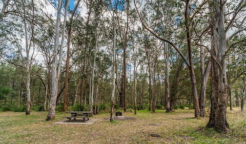 Koreelah National Park - Whitsundays Accommodation 3