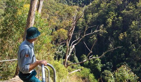 Lyrebird Falls Walking Track - Whitsundays Accommodation 1