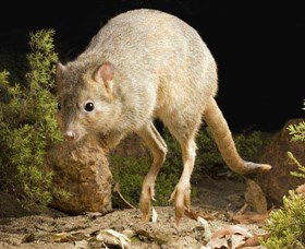 Kanyana Wildlife Rehabilitation Centre - Whitsundays Accommodation 0