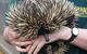Kanyana Wildlife Rehabilitation Centre - thumb 2