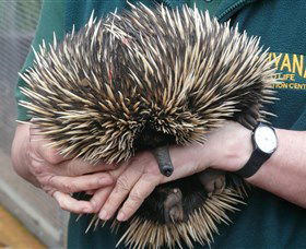 Kanyana Wildlife Rehabilitation Centre - Whitsundays Accommodation 2
