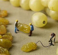 Hunter Valley Wine School - Whitsundays Accommodation