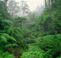 Tarra Bulga National Park - Whitsundays Accommodation