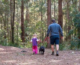 Olney State Forest - Watagan Mountains - Whitsundays Accommodation 0