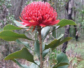 Olney State Forest - Watagan Mountains - Whitsundays Accommodation 1